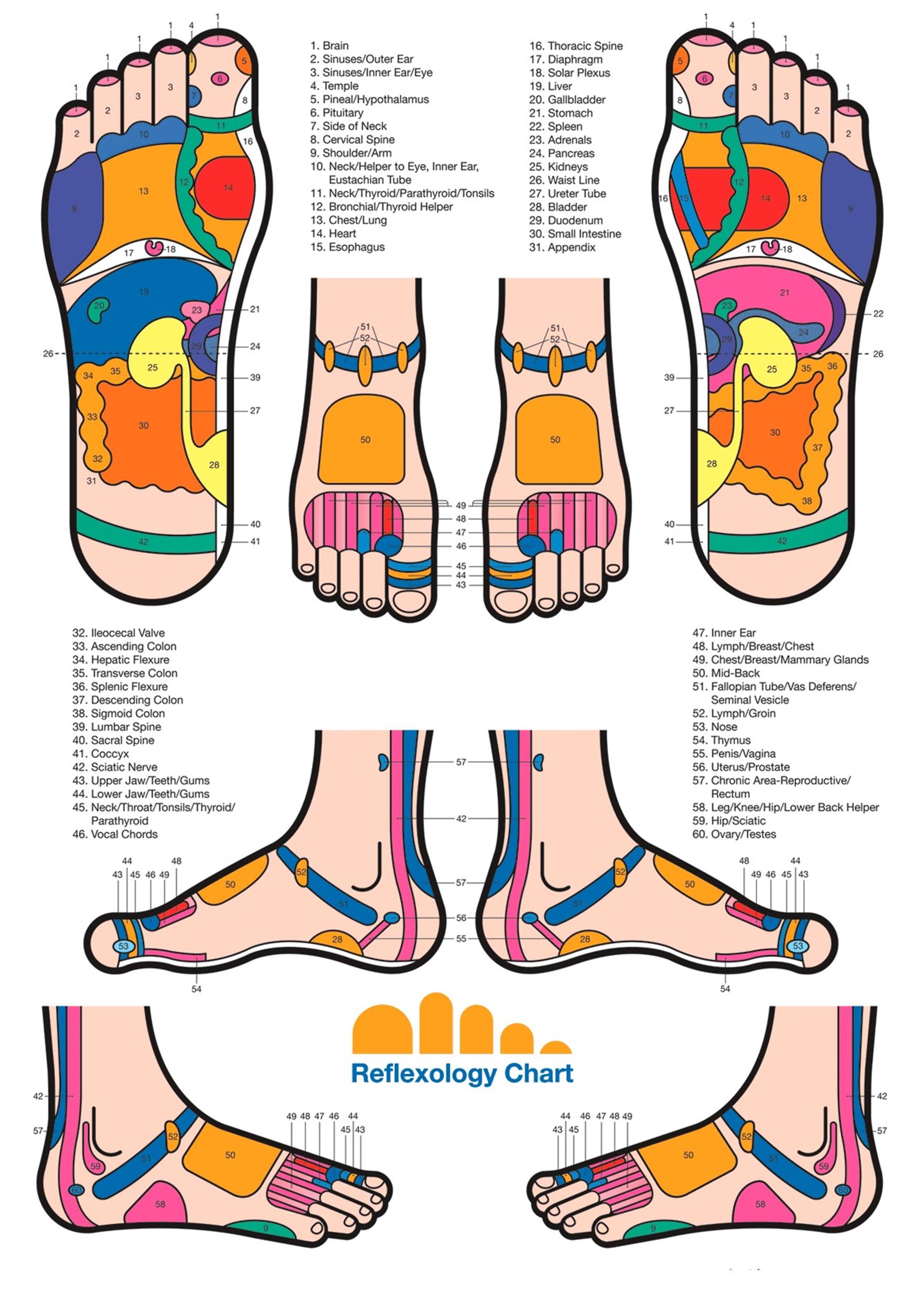 Foot Reflexology Chart 16 Screenshot Medical South Africa 7785